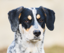 ���� � ��(���)