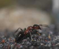 Formica lugubris. ���������� ���������