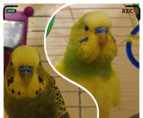 ��� ��������� �������