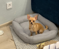 ����� �����, �������?