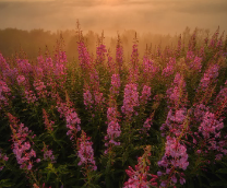 ������ � ����