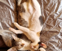 ���� ���