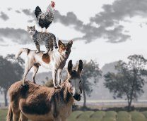 ���� �� �����