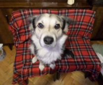 ��� ����� �������