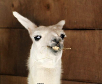 ������ �����