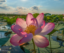 ������������� ��������