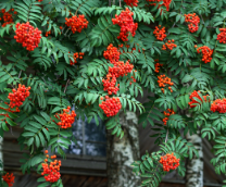 ������� �����