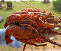 ����� ����