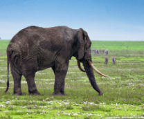 ��� ����������