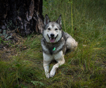 ����� ���