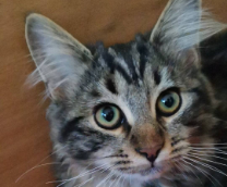 ������������ ������