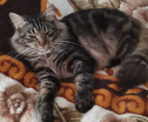 ������� ���� �����