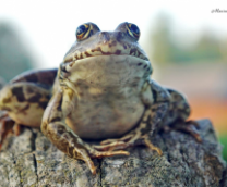 ��� �����, ��� ������!