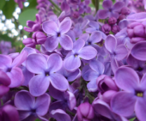 ����� � �����