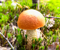 ����� ������� 