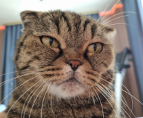 ��������� ����������