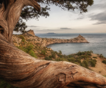 ����� ����