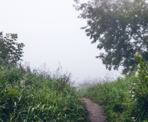 ���� / �������