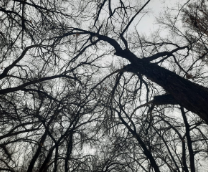 ���, �������� � �����.