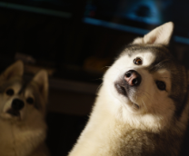 ������� ���