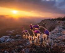 �������� ����