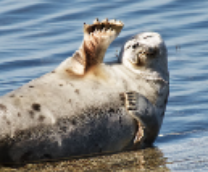 ������� ��