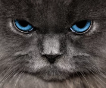 �� ��� ������� ��������