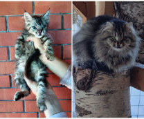 ����-����� (������� �������� � ���� ���������)