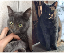 ������ ������