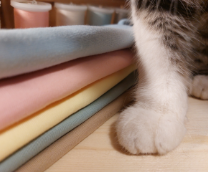 ����� ���� �����