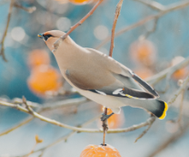 ������� ������ �� ����