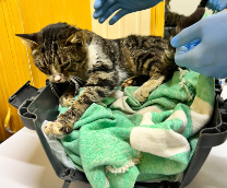 ������� �������� ���� �����