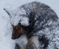 ������ ��� �������