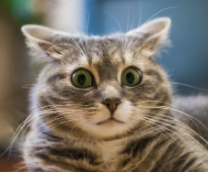 ��� ��������