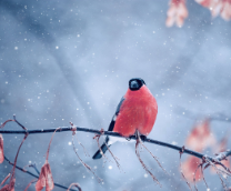 ��� � �����