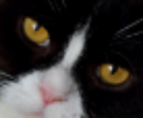 ������ �����