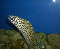 ��������� ���