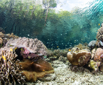 ���� � �� ���������. (��, ������)