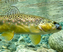 � ������� � ��������� (�����)