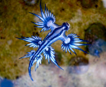 �������������� ����� � ��� ��� �������