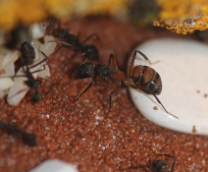 Camponotus cruentatus. ��������� ��������