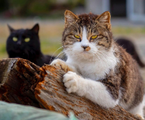 ������� ������