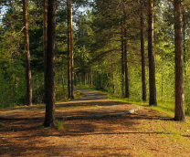 ����� �� �������