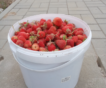 ��� ��������