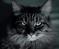 ��������� ����� �������