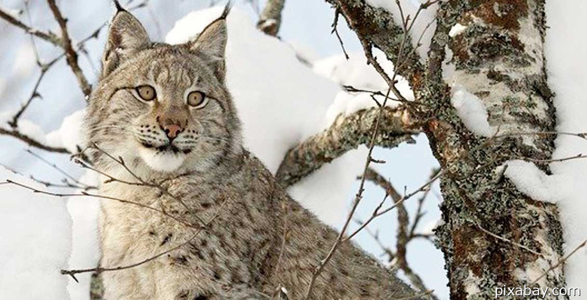 Рысь вышла к людям. Дерево линкс. Рысь вышла к людям. Рысь рысиха рысенок. Рысь в кузбассе.