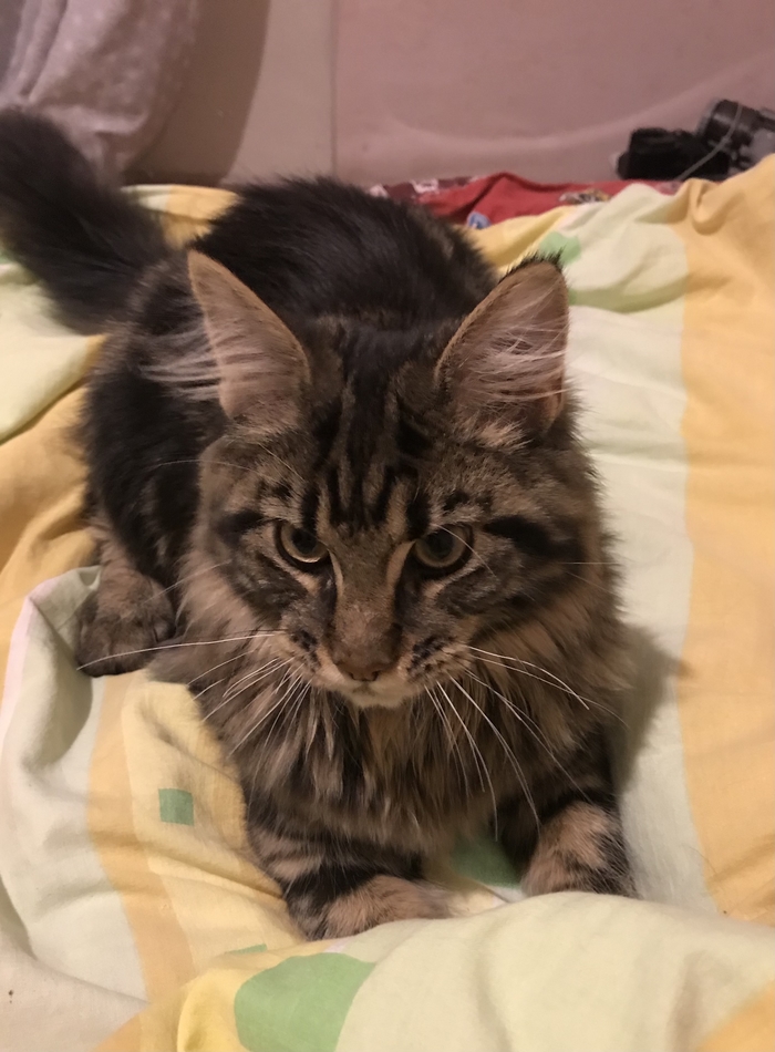 Любителям мейн-кунов :3