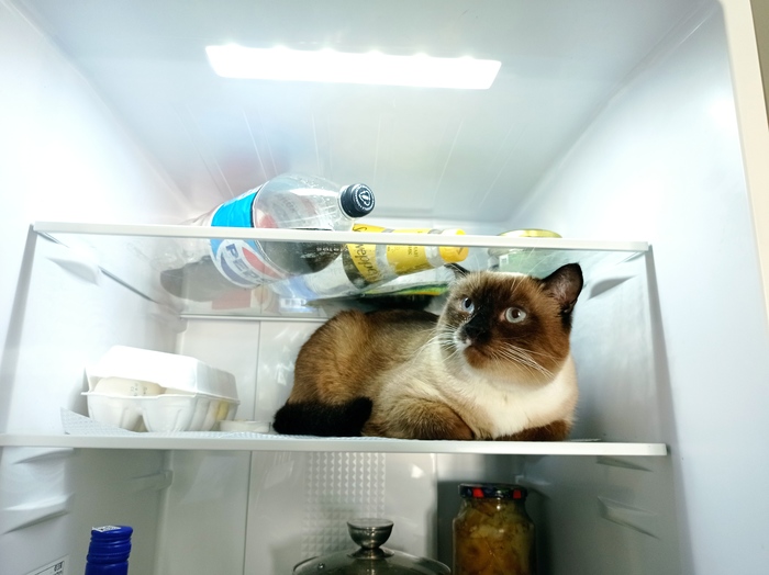 А где вы храните своего кота? Кот, Холодильник, Фотография
