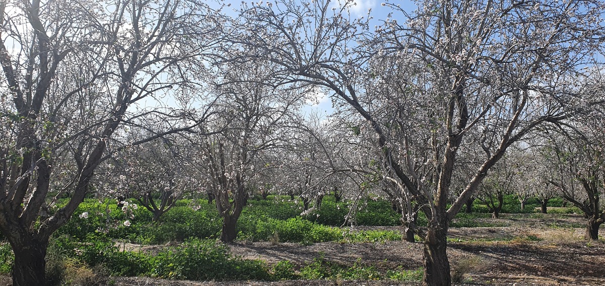Ольга Миндаль Фото