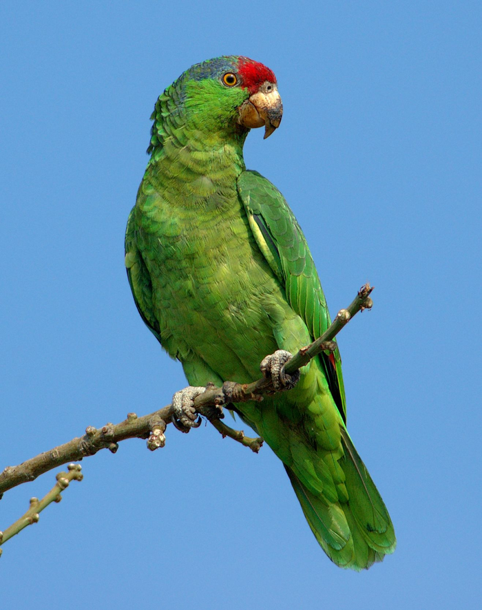 Амазонка с красной короной (Red-crowned amazon)